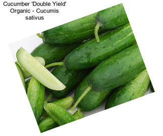 Cucumber \'Double Yield\' Organic - Cucumis sativus
