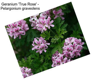 Geranium \'True Rose\' - Pelargonium graveolens