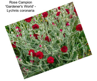 Rose Campion \'Gardener\'s World\' - Lychnis coronaria