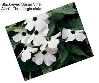 Black-eyed Susan Vine \'Alba\' - Thunbergia alata