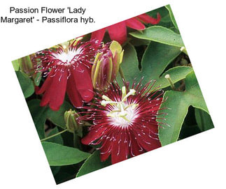 Passion Flower \'Lady Margaret\' - Passiflora hyb.