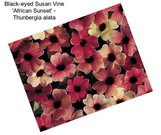 Black-eyed Susan Vine \'African Sunset\' - Thunbergia alata