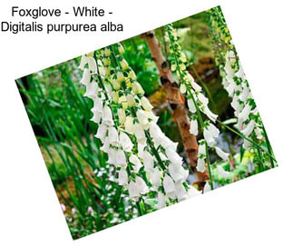 Foxglove - White - Digitalis purpurea alba