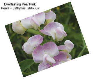 Everlasting Pea \'Pink Pearl\' - Lathyrus latifolius