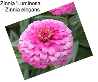 Zinnia \'Luminosa\' - Zinnia elegans