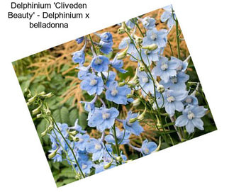 Delphinium \'Cliveden Beauty\' - Delphinium x belladonna