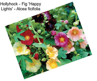 Hollyhock - Fig \'Happy Lights\' - Alcea ficifolia