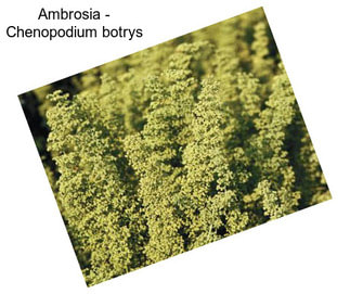 Ambrosia - Chenopodium botrys