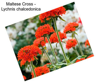 Maltese Cross - Lychnis chalcedonica