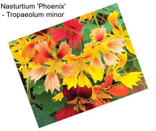 Nasturtium \'Phoenix\' - Tropaeolum minor