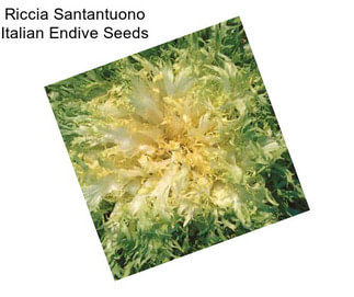 Riccia Santantuono Italian Endive Seeds