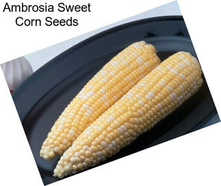 Ambrosia Sweet Corn Seeds