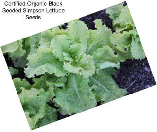 Certified Organic Black Seeded Simpson Lettuce Seeds