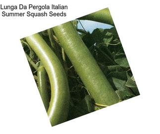 Lunga Da Pergola Italian Summer Squash Seeds