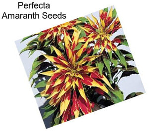 Perfecta Amaranth Seeds