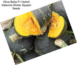 Olive Butta F1 Hybrid Kabocha Winter Squash Seeds