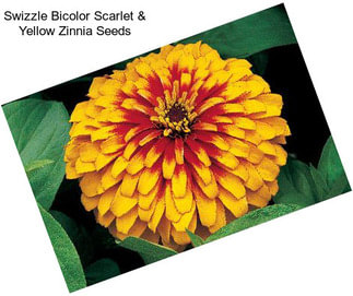 Swizzle Bicolor Scarlet & Yellow Zinnia Seeds