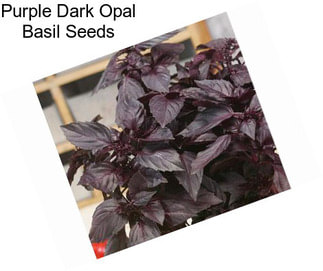 Purple Dark Opal Basil Seeds