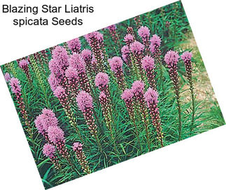 Blazing Star Liatris spicata Seeds