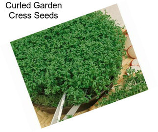 Curled Garden Cress Seeds