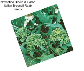 Novantina Riccia di Sarno Italian Broccoli Raab Seeds