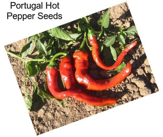 Portugal Hot Pepper Seeds