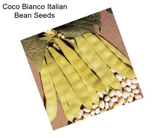 Coco Bianco Italian Bean Seeds