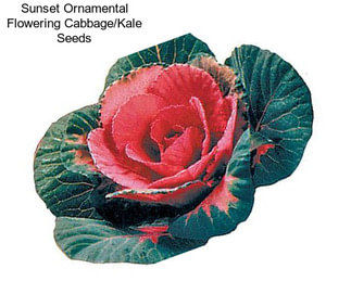 Sunset Ornamental Flowering Cabbage/Kale Seeds