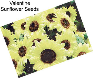 Valentine Sunflower Seeds