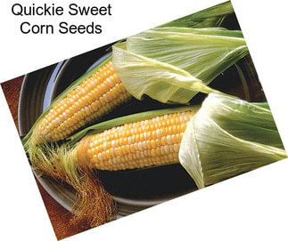 Quickie Sweet Corn Seeds