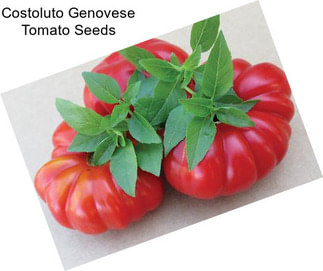 Costoluto Genovese Tomato Seeds