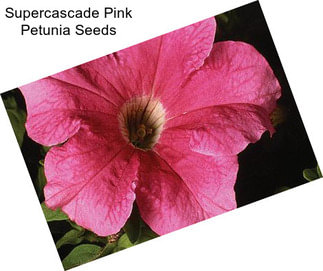 Supercascade Pink Petunia Seeds