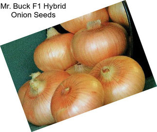 Mr. Buck F1 Hybrid Onion Seeds