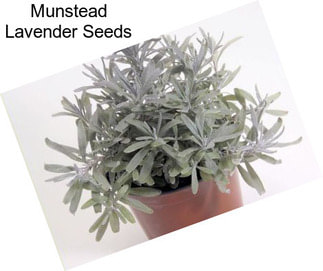 Munstead Lavender Seeds