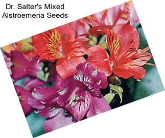Dr. Salter\'s Mixed Alstroemeria Seeds