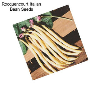 Rocquencourt Italian Bean Seeds