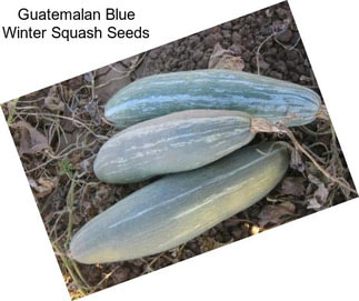 Guatemalan Blue Winter Squash Seeds