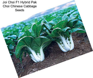 Joi Choi F1 Hybrid Pak Choi Chinese Cabbage Seeds