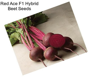 Red Ace F1 Hybrid Beet Seeds