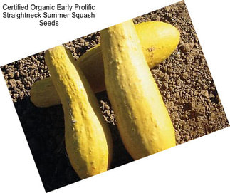 Certified Organic Early Prolific Straightneck Summer Squash Seeds