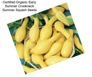 Certified Organic Early Summer Crookneck Summer Squash Seeds