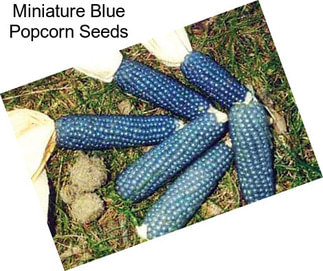 Miniature Blue Popcorn Seeds