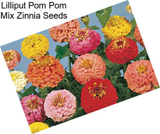 Lilliput Pom Pom Mix Zinnia Seeds