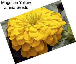 Magellan Yellow Zinnia Seeds