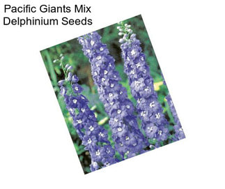 Pacific Giants Mix Delphinium Seeds