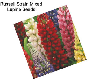 Russell Strain Mixed Lupine Seeds