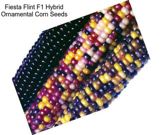 Fiesta Flint F1 Hybrid Ornamental Corn Seeds