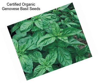 Certified Organic Genovese Basil Seeds