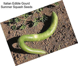 Italian Edible Gourd Summer Squash Seeds