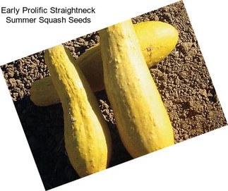 Early Prolific Straightneck Summer Squash Seeds